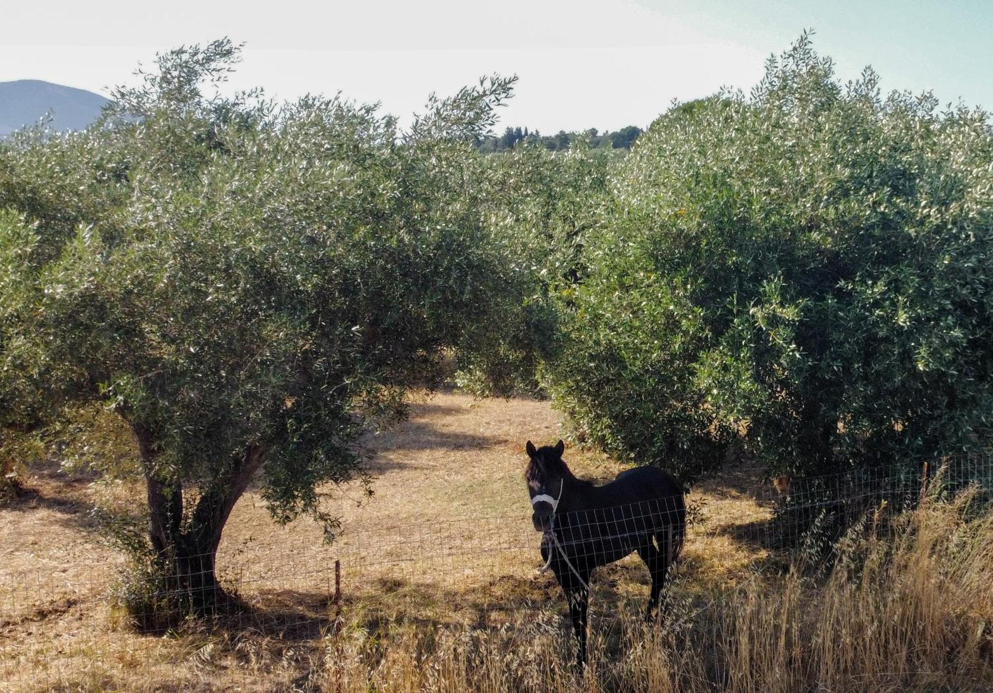 Olea *